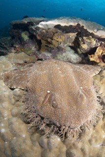Tasselled Wobbegong (Eucrossorhinus dasypogon)