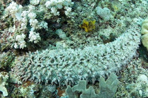 Pineapple Sea Cucumber (Thelenota ananas)