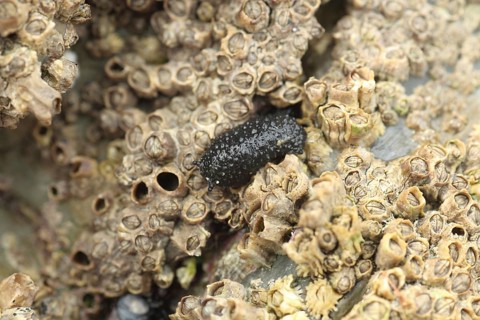 Celtic Seaslug (Onchidella celtica)
