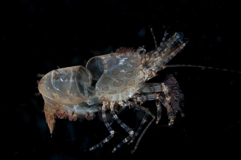 Marbled Shrimp (Saron sp.)