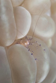 Commensal Shrimp (Vir philippinensis)