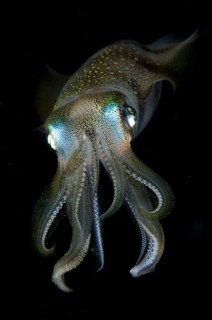 Bigfin Reef Squid (Sepioteuthis lessoniana)