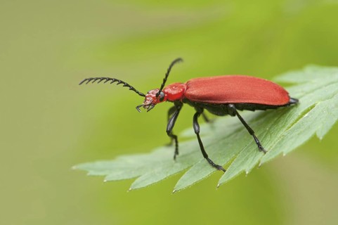 Red-headed Cardinal Beetle (Pyrochroa serraticornis)