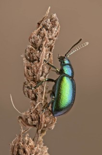 Mint Leaf Beetle (Chrysolina menthastri)