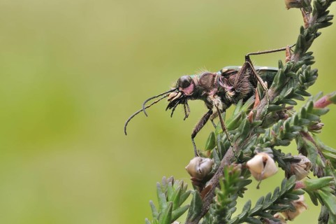 Green Tiger Beetle (Cicindela campestris)
