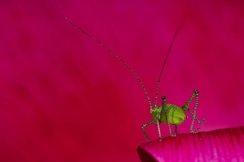 Speckled Bush-cricket (LLeptophyes punctatissima)