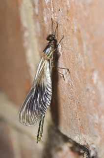 Banded Demoiselle (Calopteryx splendens)