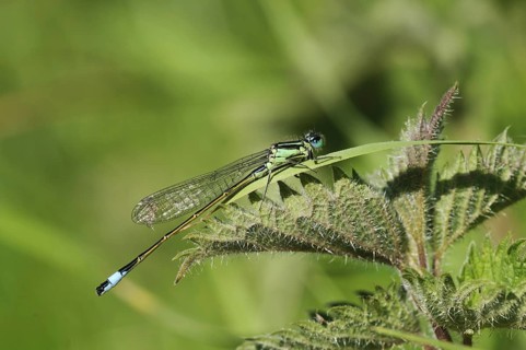 Blue-tailed Damselfly (Ischnura elegans)
