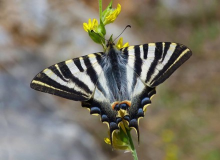 Scarce Swallowtail (Iphiclides podalirius)