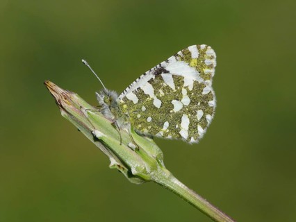 Western Dappled White (Euchloe crameri)