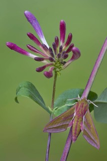 Elephant Hawkmoth (Deilephila elpenor)
