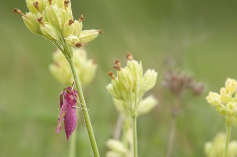 Small Elephant Hawkmoth (Deilephila porcellus)