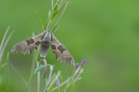 Lime Hawkmoth (Mimas tiliae)