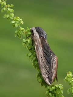 Privet Hawkmoth (Sphinx ligustri)