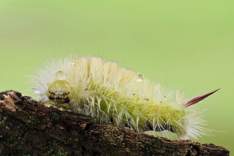 Pale Tussock Moth (Calliteara pudibunda)