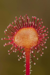 Round-leaved Sundew (Drosera rotundifolia)