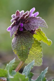 Red Dead-nettle (Lamium purpureum)