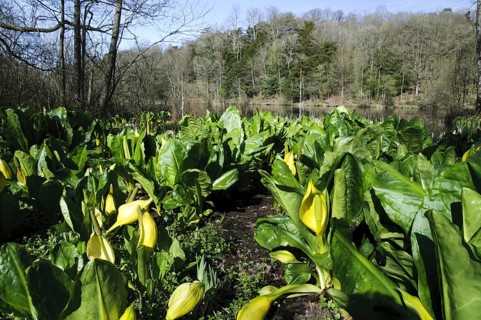 Yellow Skunk Cabbage (Lysichiton americanus)