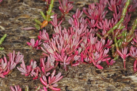 Annual Sea-blite (Suaeda maritima)