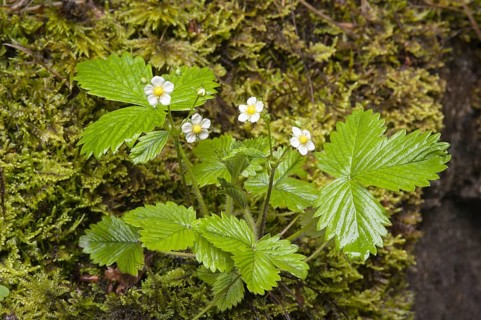 Wild Strawberry (Fragaria vesca)