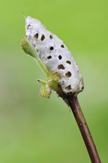 Bramble Stem Gall Wasp (Diastrophus rubi)
