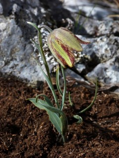 Portuguese Fritillary (Fritillaria lusitanica)