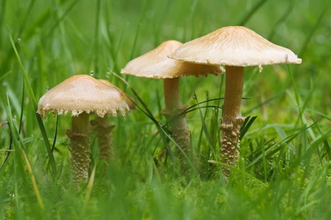 Earthy Powdercap (Cystoderma amianthinum)