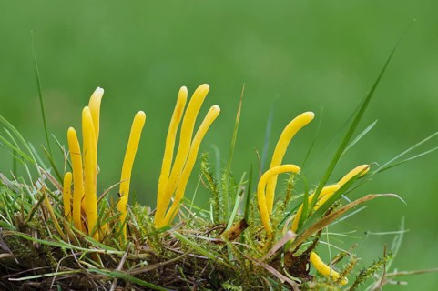 Golden Spindles (Clavulinopsis fusiformis)