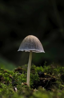 Glistening Inkcap (Coprinus micaceus)