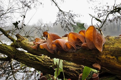 Jew's Ear Fungus (Auricularia auricula-judae)