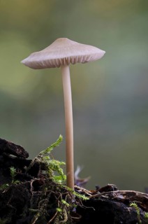 Lilac Bonnet (Mycena pura)