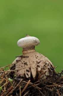 Striate Earthstar (Geastrum striatum)