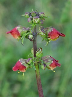 Square-stem Figwort (Scrophularia trifoliata)