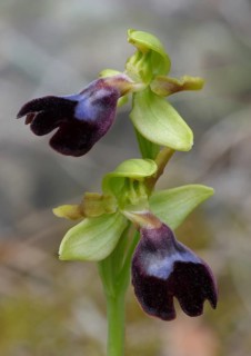 Atlantic Bee Orchid (Ophrys atlantica)