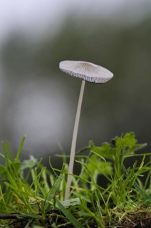 Hare's Foot Inkcap (Coprinus lagopus)