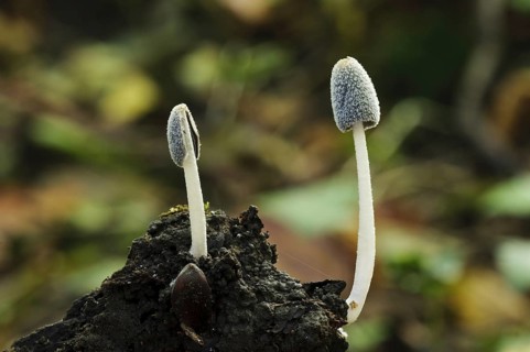 Hare's Foot Inkcap (Coprinus lagopus)