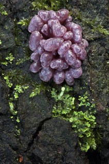 Purple Jellydisc (Ascocoryne sarcoides)