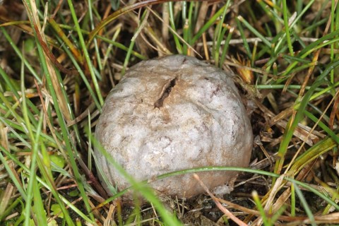 Grey Puffball (Bovista plumbea)