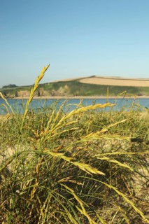 Sand Couch (Elytrigia juncea)