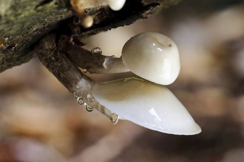Porcelain Fungus (Oudemansiella mucida)