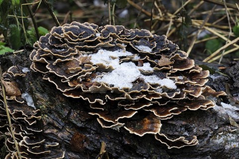 Banded Polypore (Trametes versicolor)