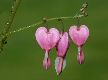 Bleeding Heart (Dicentra spectabilis)