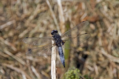 Mature male Scarce Chaser (Libellula fulva)