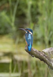Kingfisher (Alcedo azurea) on perch at Lackford Lake