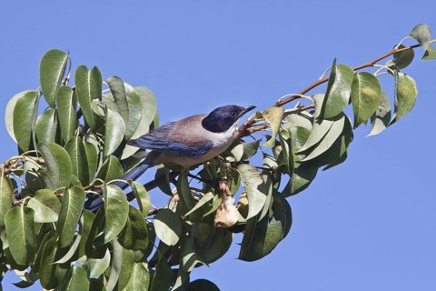 Azure-winged Magpie (Cyanopica cyanus) feeding on a pear tree