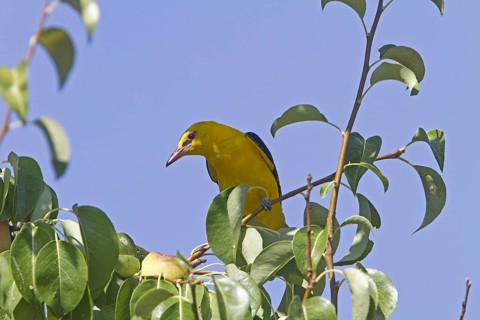 Golden Oriole (Oriolus oriolus)