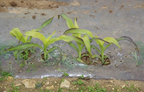 Maize (Zea mays) forage crop