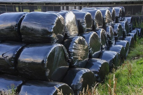 Big bales of silage wrapped in black plastic