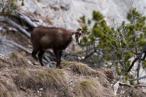 Chamois (Rupicapra rupicapra)