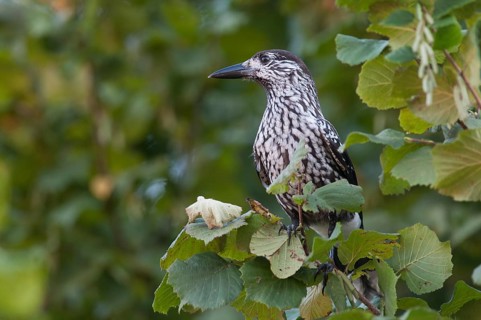 Nutcracker (Nucifraga caryocatactes)